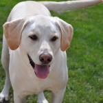 Lulu Lulu - Dr. Kidess's best buddy